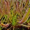 Drosera capensis