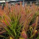 Drosera capensis