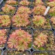 Drosera aliciae