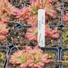 Drosera aliciae