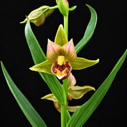 Epipactis 'Renate'