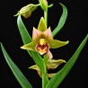 Epipactis 'Renate'