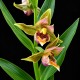 Epipactis ‘Sabine’ 