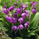  Bletilla striata ‘purple’ - Orchidée jacinthe 