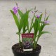  Bletilla striata ‘purple’ - Orchidée jacinthe - pot de 1 litre 
