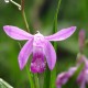  Bletilla striata ‘purple’ - Orchidée jacinthe 