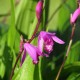  Bletilla striata ‘purple’ - Orchidée jacinthe - pot de 1 litre 