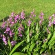  Bletilla striata ‘purple’ - Orchidée jacinthe 