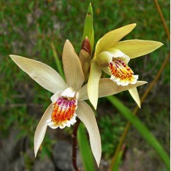 Bletilla ochracea - Okergele bloemen Japanese Orchis