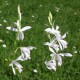 Bletilla striata ‘alba’ 