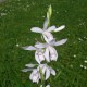 Bletilla striata ‘alba’ 