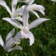 Bletilla striata ‘alba’ 