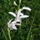 Bletilla striata ‘alba’ 