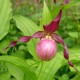 Cypripedium 'Gisela'