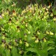 Freiland orchidee Cypripedium calceolus - Sabot de Vénus 