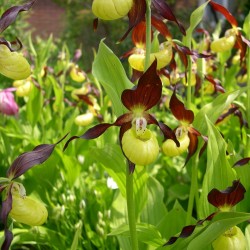 Yellow-orange Garden Orchid ❀ Cypripedium calceolus - The Ladys Slipper ✿ Easy Garden