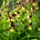 Freiland orchidee Cypripedium calceolus - Sabot de Vénus 