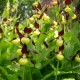 Cypripedium calceolus - Sabot de Vénus 