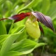 Cypripedium calceolus - Sabot de Vénus 