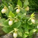 White Garden Orchid ❀ Cypripedium fasciolatum ✿ Trendy garden