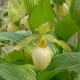 Cypripedium fasciolatum