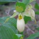 Cypripedium fasciolatum