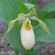 Cypripedium fasciolatum