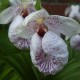 Cypripedium formosanum 