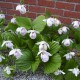 Freiland orchidee Cypripedium formosanum 