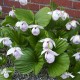 Freiland orchidee Cypripedium formosanum 