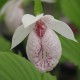 Cypripedium formosanum 