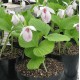 Freiland orchidee Cypripedium formosanum 