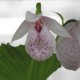 Freiland orchidee Cypripedium formosanum 