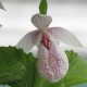 Freiland orchidee Cypripedium formosanum 