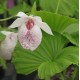 Cypripedium formosanum 