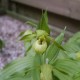 Freiland orchidee Cypripedium henry