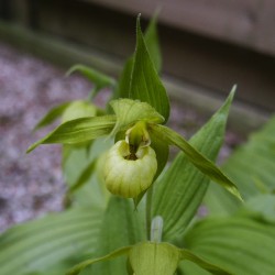 Green Garden Orchid ❀ Cypripedium henry ✿ Collection Garden