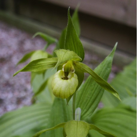 Cypripedium henry