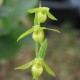 Freiland orchidee Cypripedium henry