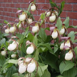 Brown Garden Orchid ❀ Cypripedium kentuckiense - The Southern Ladys Slipper ✿ Easy Garden