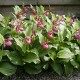 Freiland orchidee Cypripedium macranthos