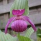 Freiland orchidee Cypripedium macranthos