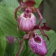 Freiland orchidee Cypripedium macranthos