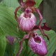 Cypripedium macranthos