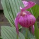 Freiland orchidee Cypripedium macranthos