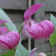 Cypripedium macranthos