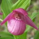 Freiland orchidee Cypripedium macranthos