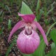 Freiland orchidee Cypripedium macranthos