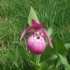 Freiland orchidee Cypripedium macranthos