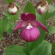 Freiland orchidee Cypripedium macranthos